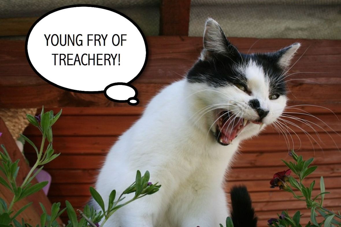 YOUNG FRY OF TREACHERY